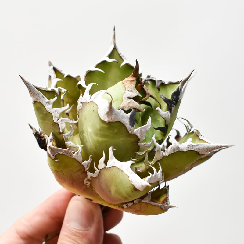 アガベ チタノタ 