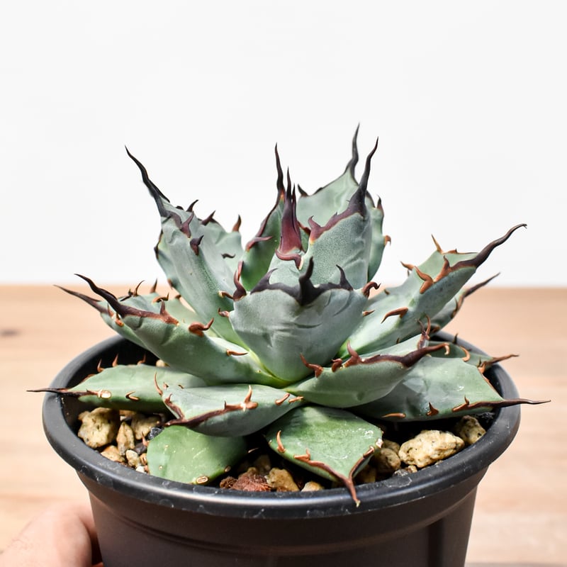 アガベ ハイブリット 象牙妖炎×黑帝斯 / エボリスピナ×ハデス