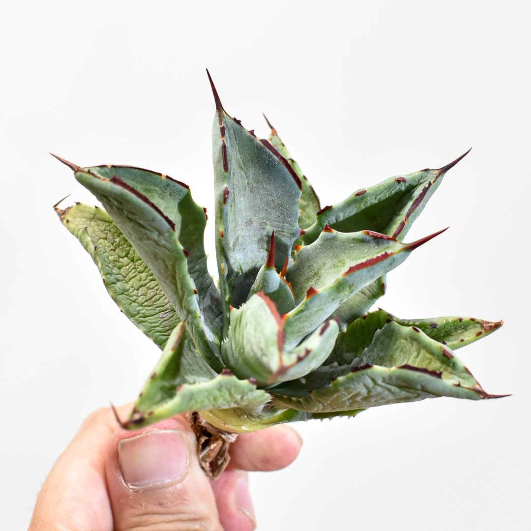 【 台湾new HYB xylonacansa × 血雷】　ハイブリッド　アガベ 台湾new HYB xylonacansa × 血雷】 ハイブリッド アガベ