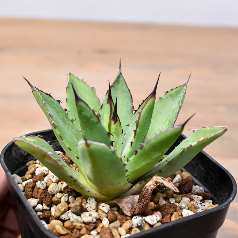 アガベ Dennis hybrid 甲蟹X笹之雪 【台湾DENNIS産/実生】DN25010