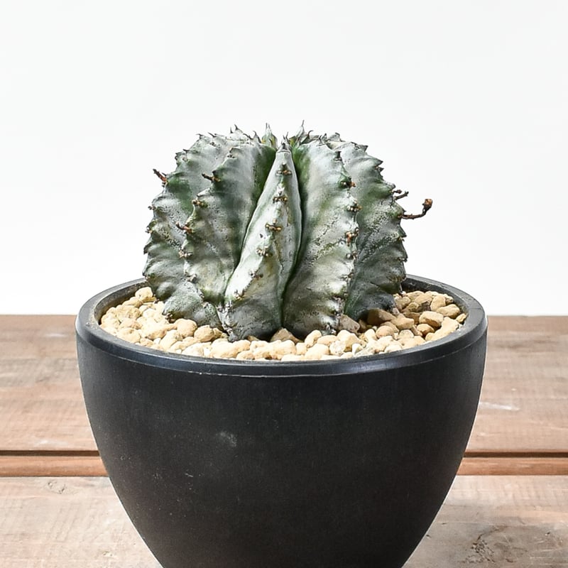 ホリダ　確認用 ユーフォルビア ホリダ 