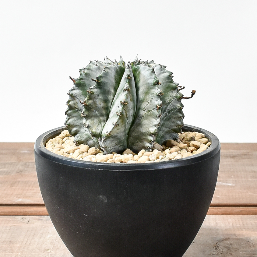 ホリダ 確認用 ユーフォルビア ホリダ