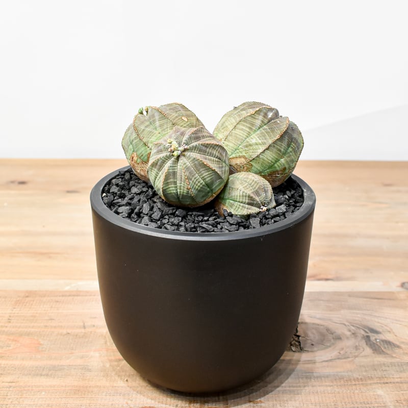 【Natural】ユーフォルビアオベサ実生　E F バリダB Natural】ユーフォルビアオベサ実生 E F バリダB Euphorbia