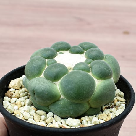 コリファンタ 刺無象牙丸 【カキ仔】RFHK-302