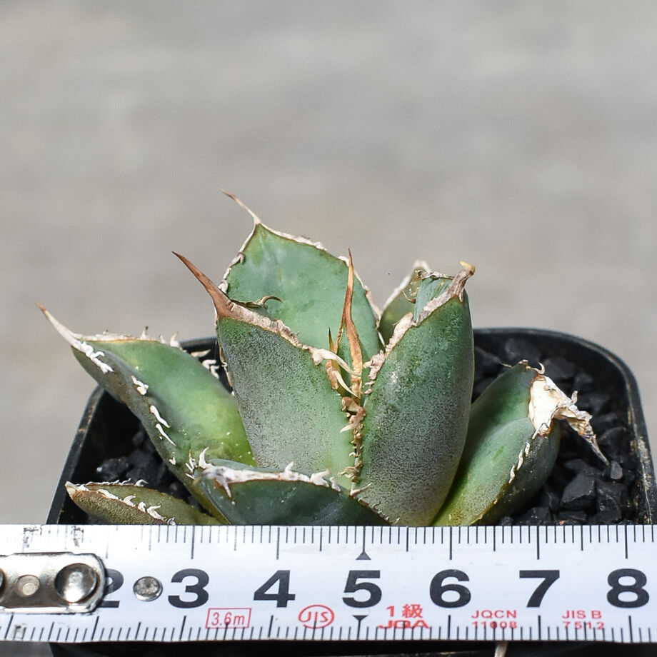 【スーパーチタノタ】CACUTUS GREEN血統、発根済み子株① アガベ チタノタ 