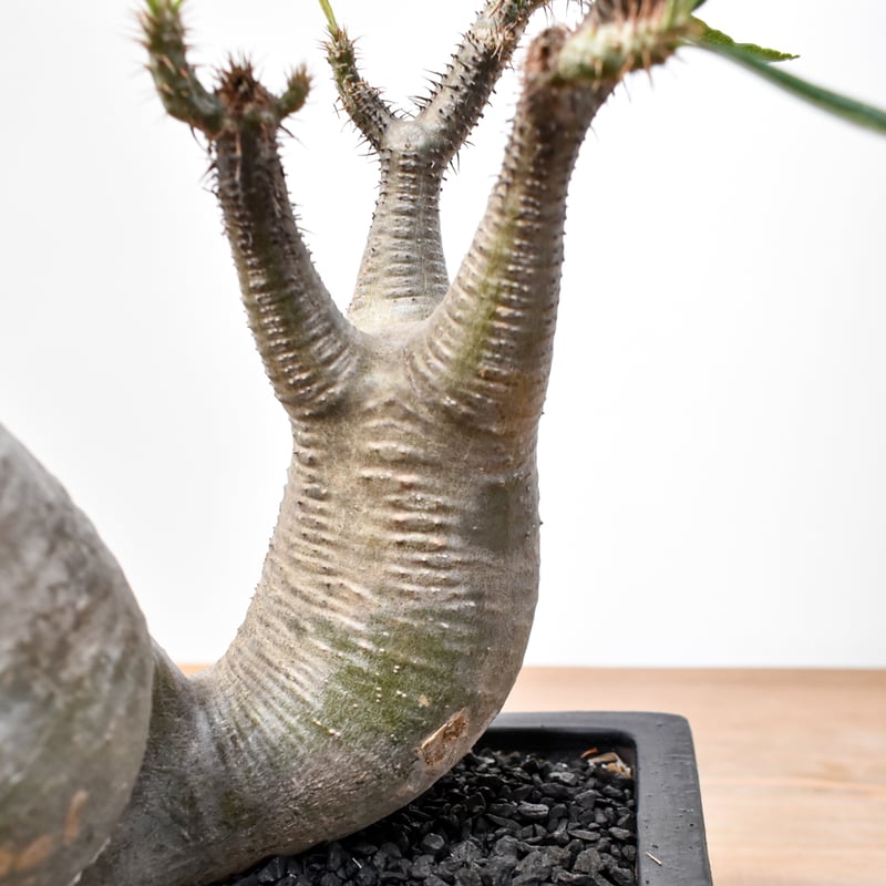 ゴ*ン様 A41超特選株！特レアな大小のチンバ枝！パキポディウムグラキリス A41超特選コレクション株！特レアな大小のチンバ枝