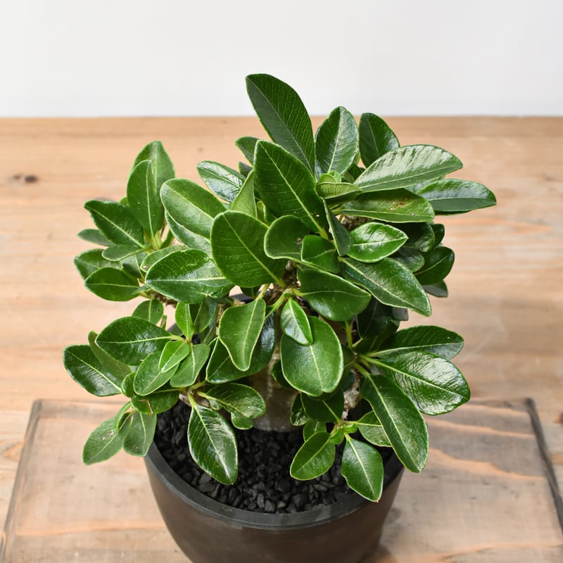 国内実生 パキポディウム ウィンゾリー パキポディウム ウィンゾリー 