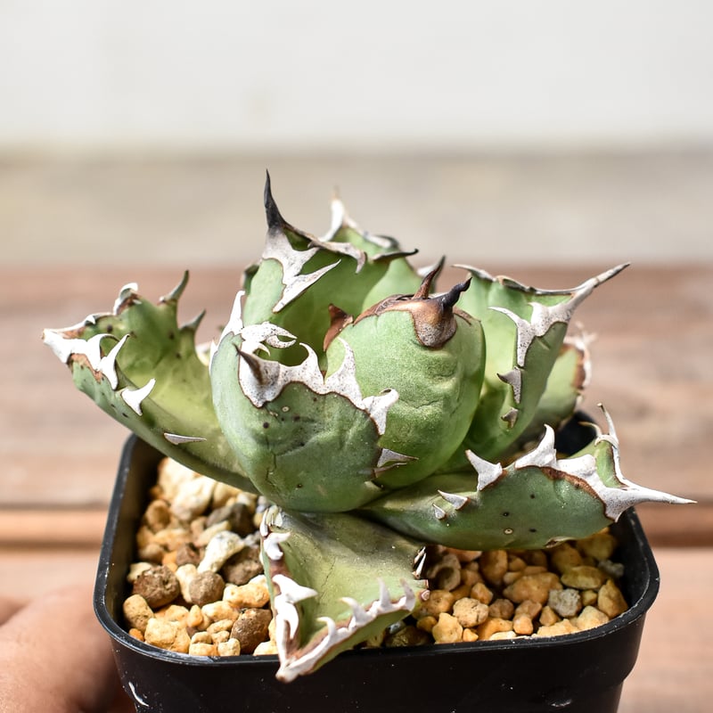 アガベ チタノタ ドワーフ / 