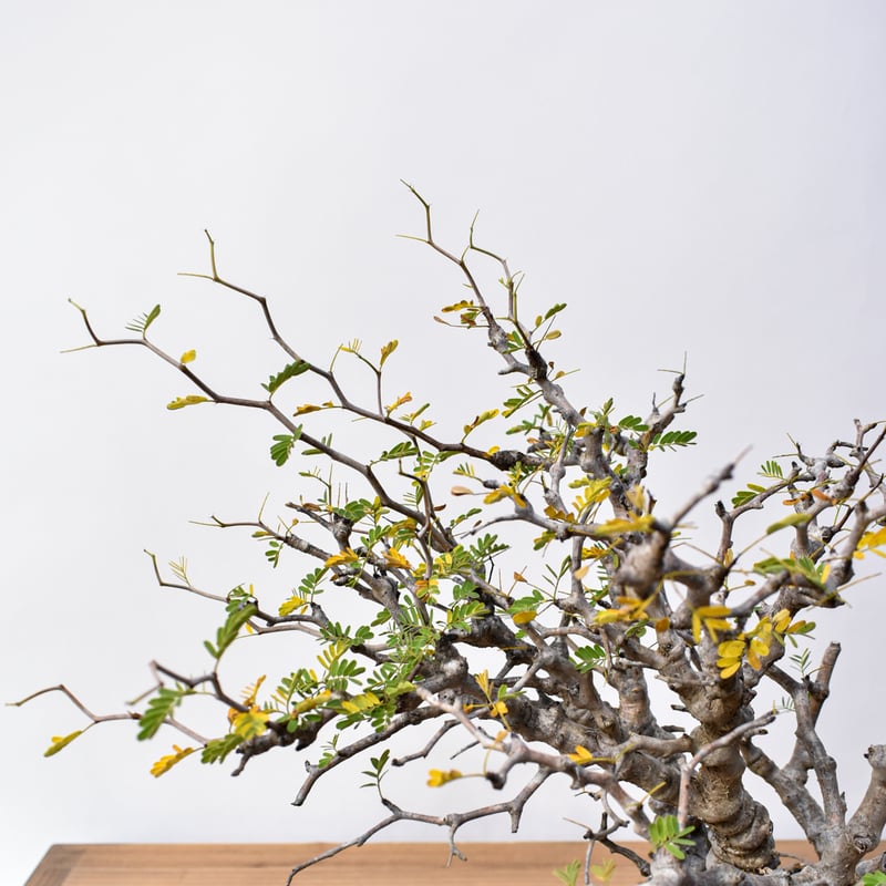 こ*う様 センナ　メリディオナリス　大株 センナ メリディオナリス 