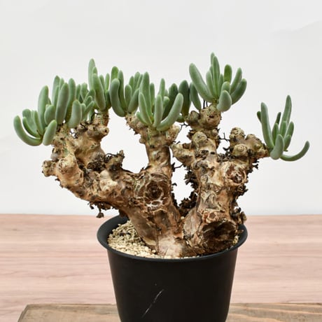 チレコドンレティキュラーツス | STORES