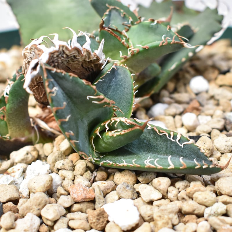 極上】アガベ 悪魔くん シチリア子株 【公式通販】