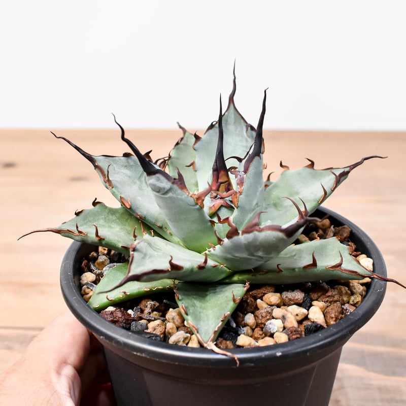 アガベ　ハイブリッド　象牙妖炎×楊貴妃　プレステラ90 ② アガベ ハイブリッド 象牙妖炎×楊貴妃 プレステラ90 ②