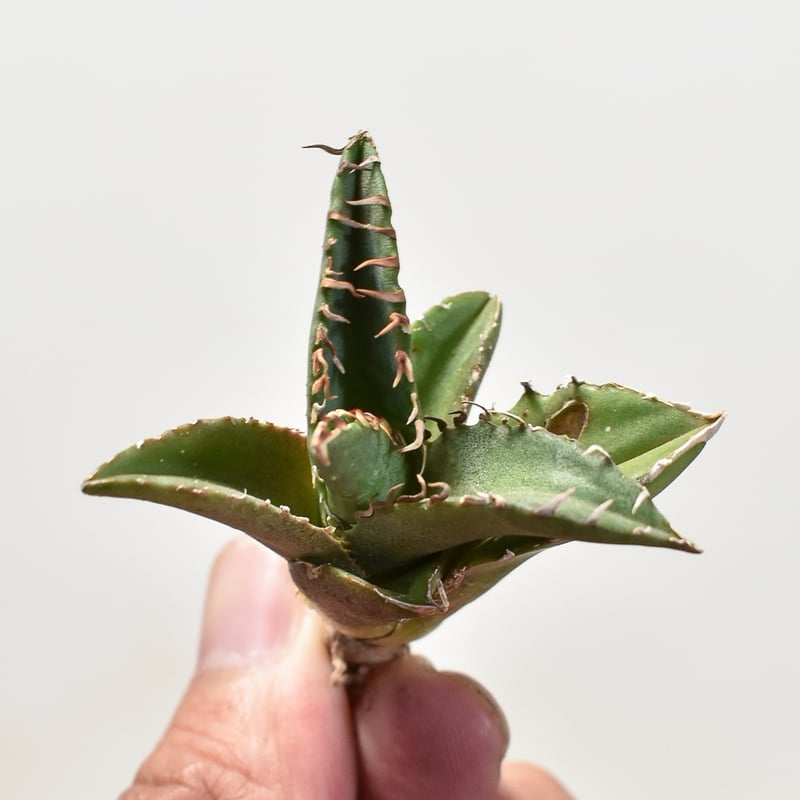 アガベ チタノタ 