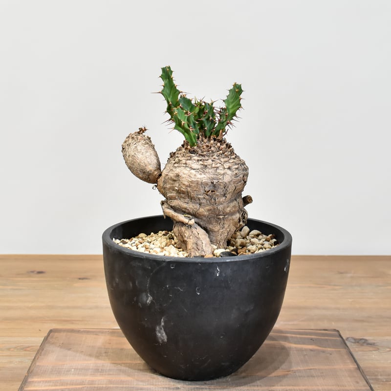 ユーフォルビア クラビゲラ 