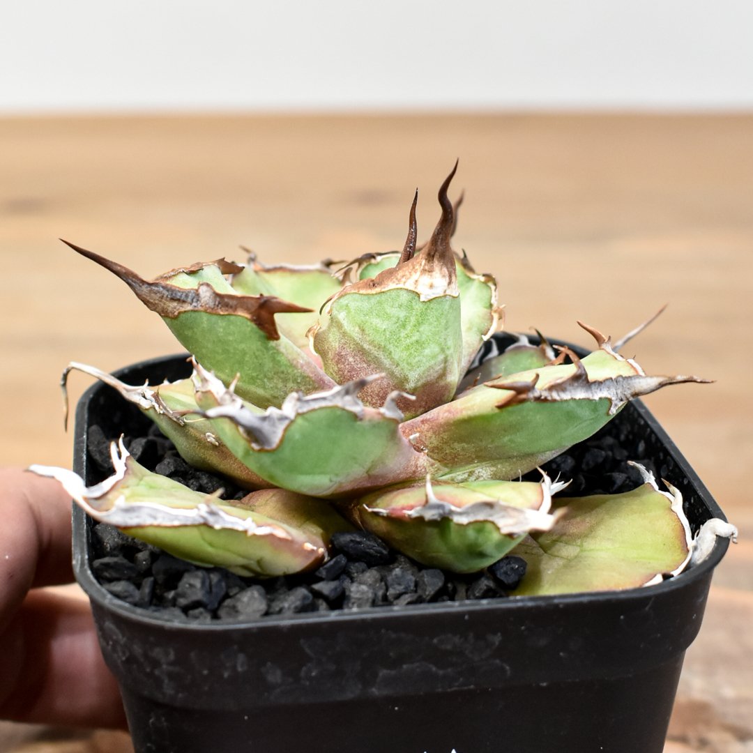 アガベ　Dennis043 アガベ チタノタ DENNIS043【台湾DENNIS産/発根済み/中株】C DN25010