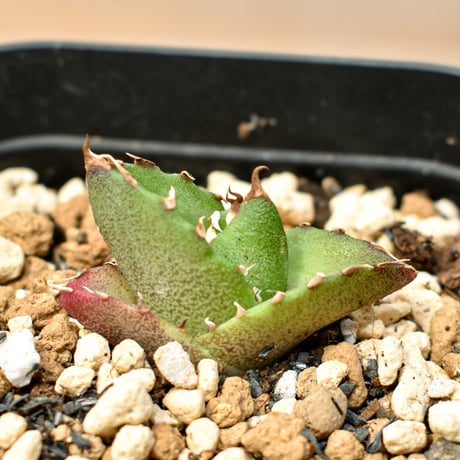 【RAFLUM育成株 5個セット】アガベ Mexico oteroi seeding / オテロイ実生 メキシコ産  【RAFLUM産/実生/子株】A3