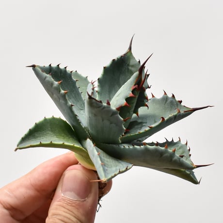 CATEGORY 夏型植物 | RAFLUM / ラフラム｜東京、大阪の塊根植物