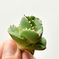 吉園芸】パキポディウム ウィンゾリー 【実生】C RFKI25011306 | RAFLUM