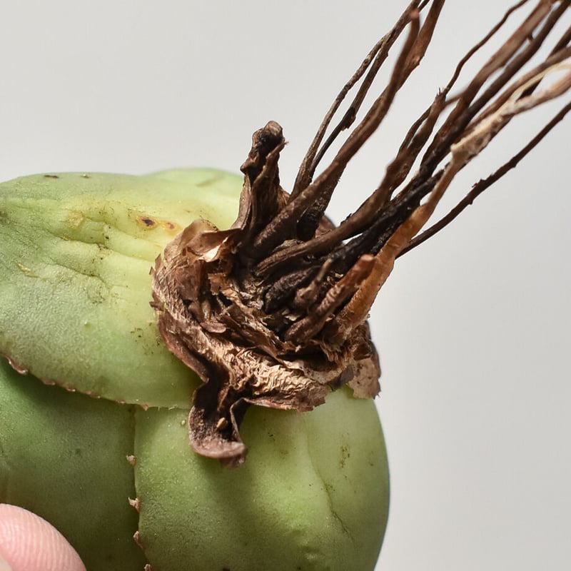 アガベ チタノタ 