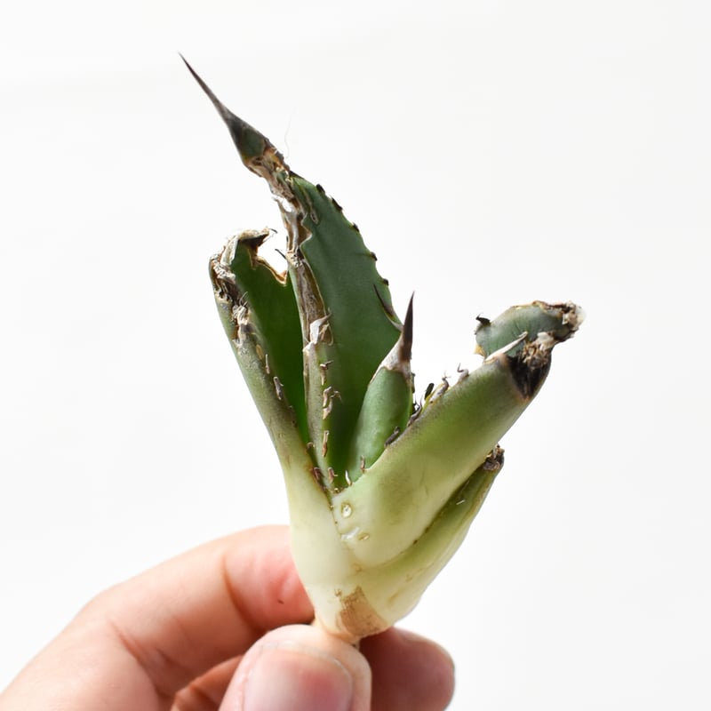 5CLAW】アガベ チタノタ 