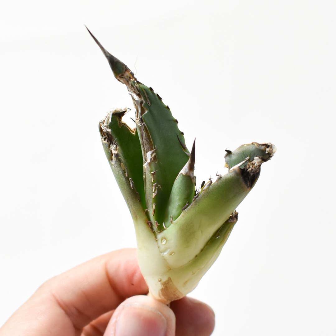 5CLAW】アガベ チタノタ 