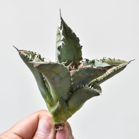 アガベ チタノタ ホワイトファイヤー / 白炎, 白火焔" 【台湾 dragon agave産/子株/抜き苗販売】101