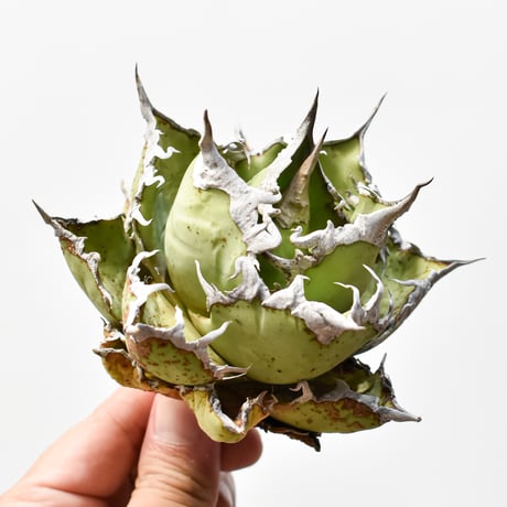 CATEGORY チタノタ シーザー | RAFLUM / ラフラム｜東京、大阪の塊根