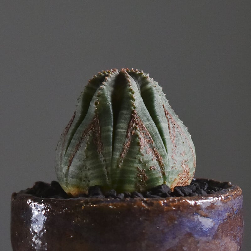 特大 ユーフォルビア オベサ オールド ユーフォルビア オベサ /オールド オベサ【根強い人気！！木質化の