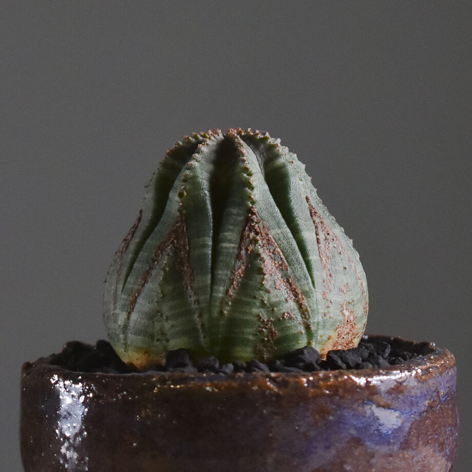 10稜 DIY・工具・ガーデン ユーフォルビア オベサ 幅10cm 木質化