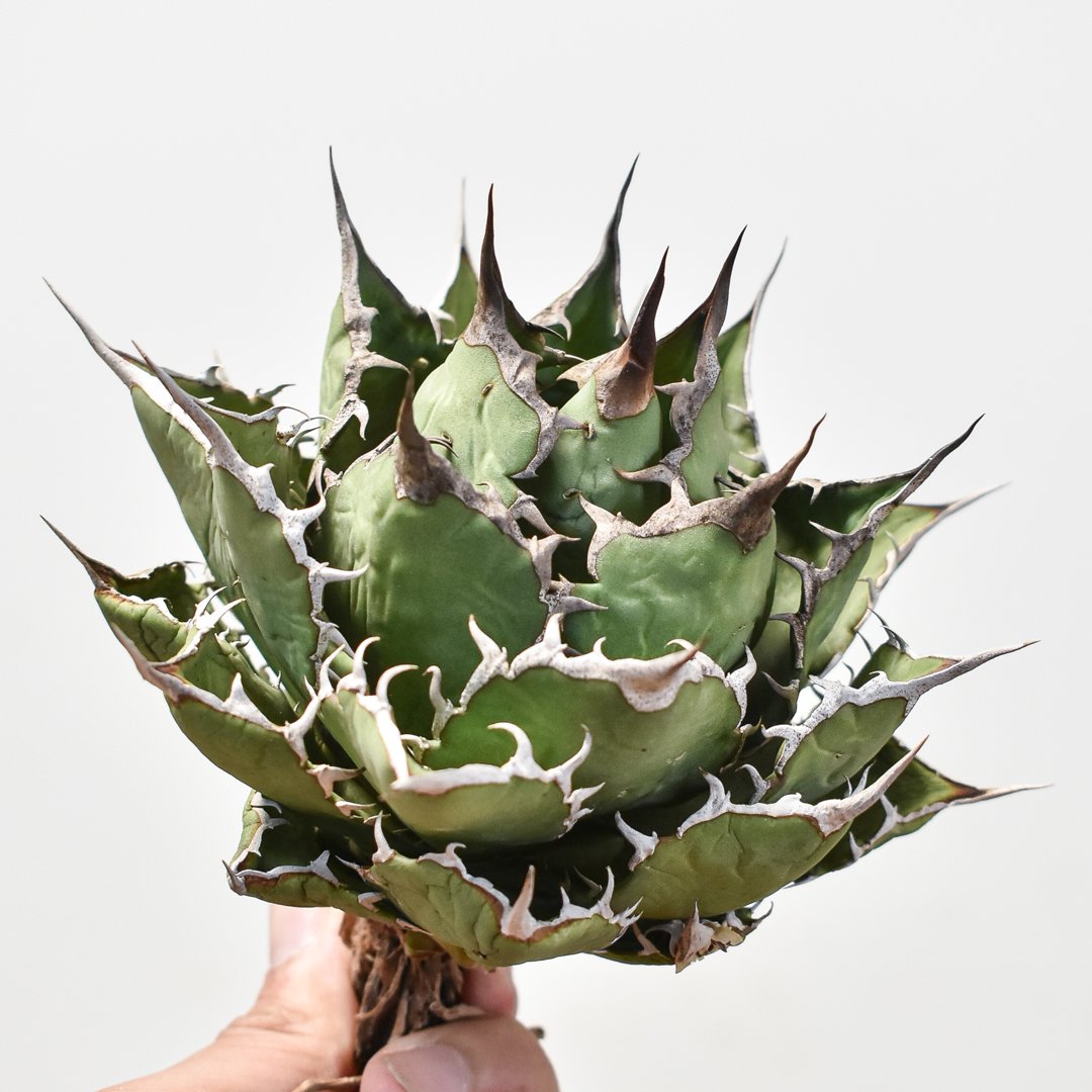 アガベ　紅龍　紅牡丹実生　裏表刺　第四種速達便抜き苗発送 アガベ緋紅牡丹 | STORES