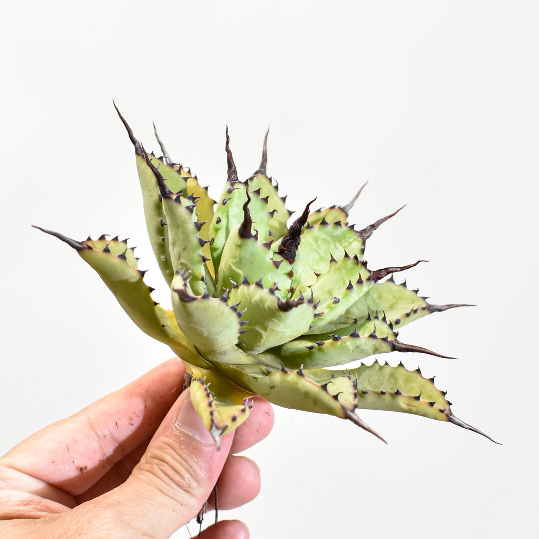 仙渓 超陽炎 ポタトラム×マクロアカンサ×ユタエンシス アガベ hybrid 