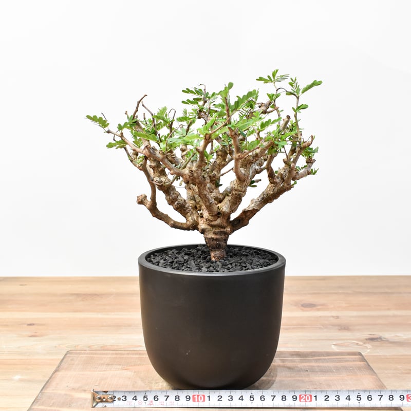 センナ メリディオナリス 【発根済み】RFKN25010878 | RAFLUM