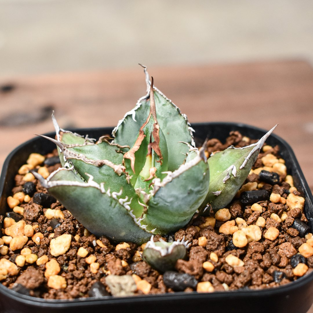 アガベ チタノタ 