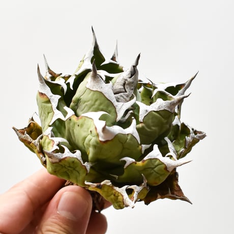 アガベチタノタ姫厳龍 | STORES