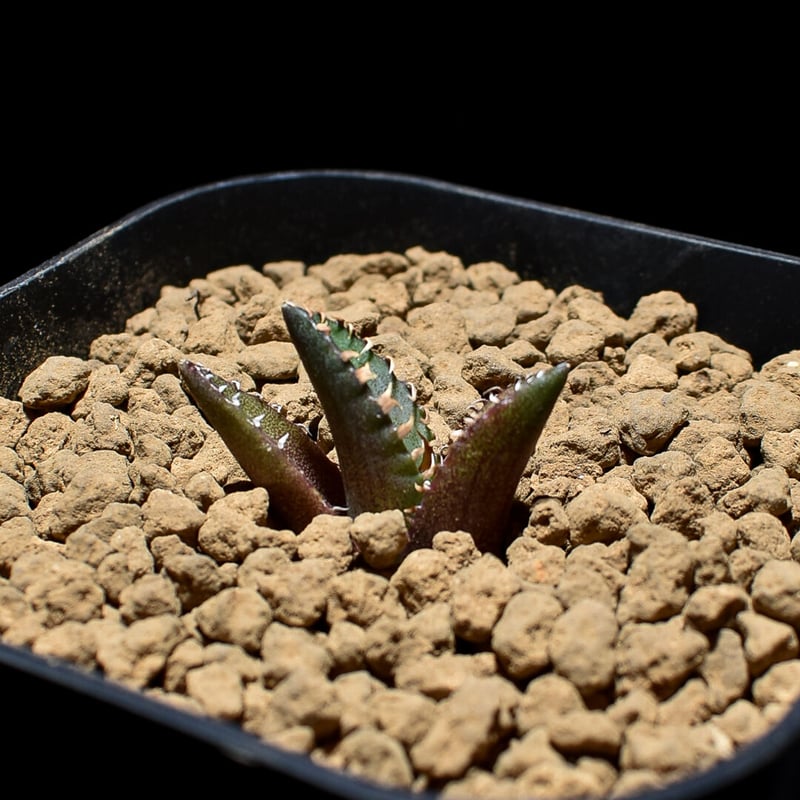 アガベ チタノタ 