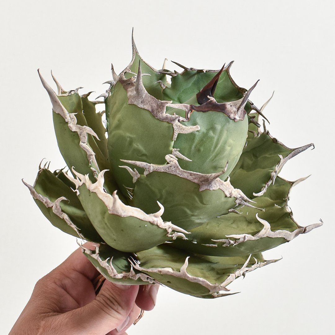 アガベ チタノタ 