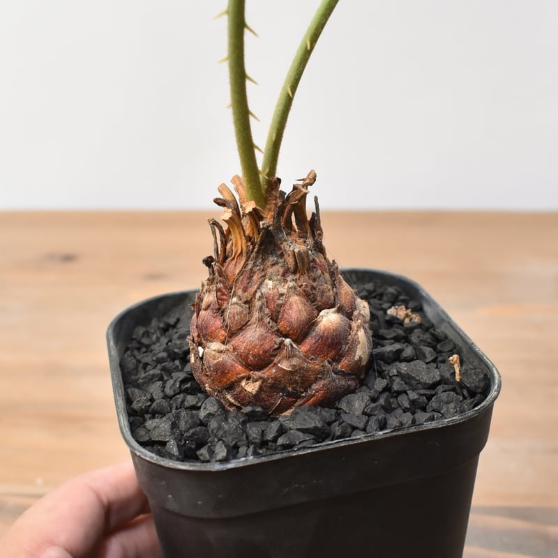 サイカス カイルンシアナ 【実生】RF25011360 | RAFLUM / ラフラム