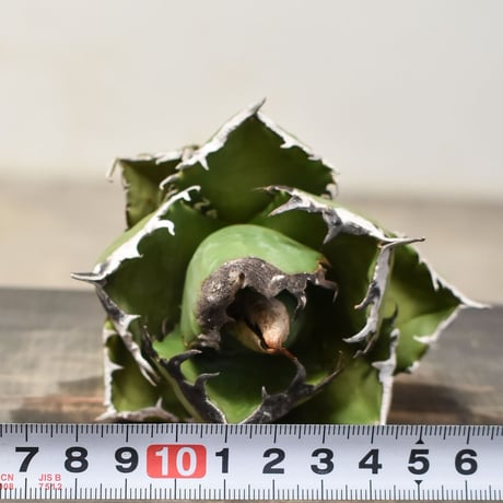 アガベ チタノタ 南アフリカダイヤモンド  "SAD/南非白鑚石" 【台湾産/抜き苗販売】RF231837D
