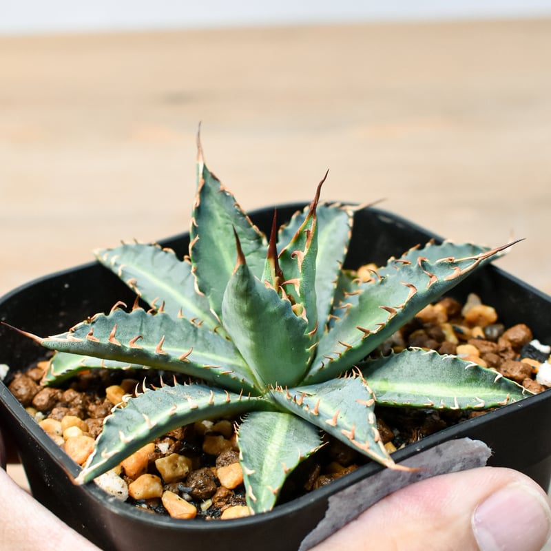 アガベ ハイブリット 