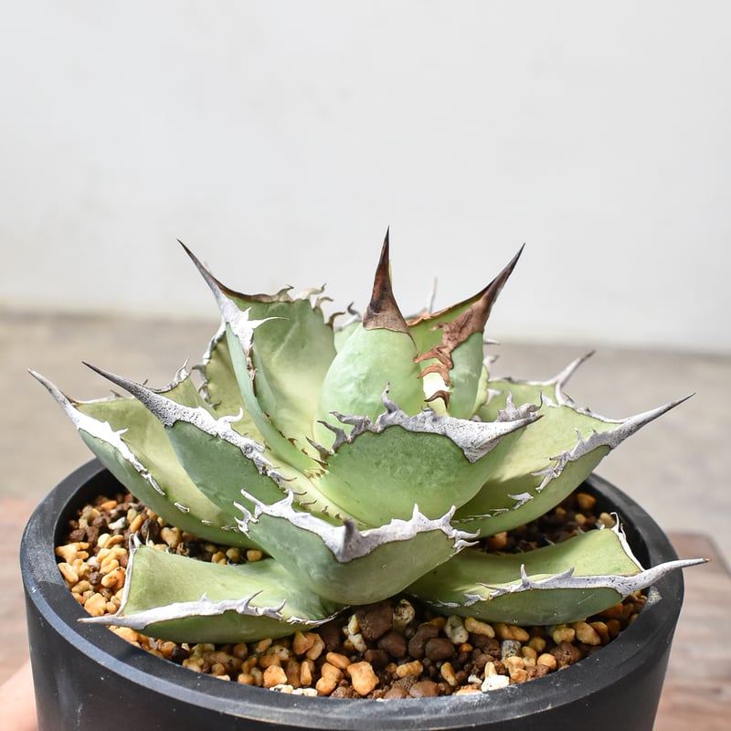 アガベ チタノタ 巨獣 【台湾 dragon agave産/発根済み/中株】DG2401193