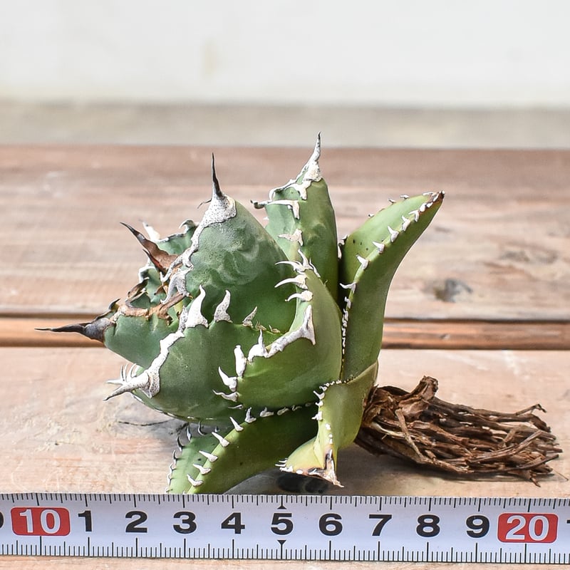 アガベ チタノタ ソーラーエクリプス 