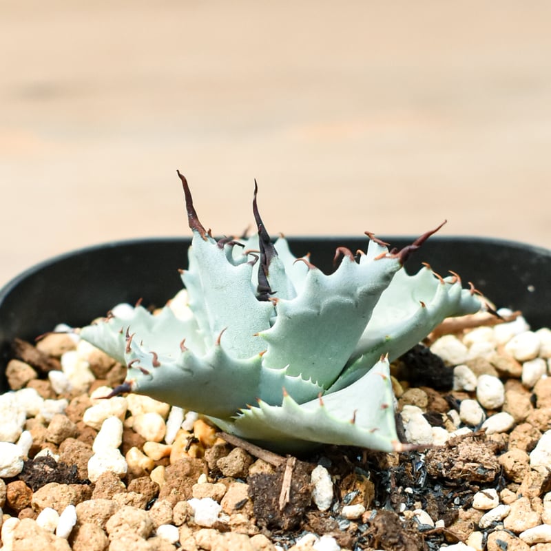 アガベ ハイブリット 雲虎甲蟹×象牙妖炎(モコイシス×陽炎エボリ