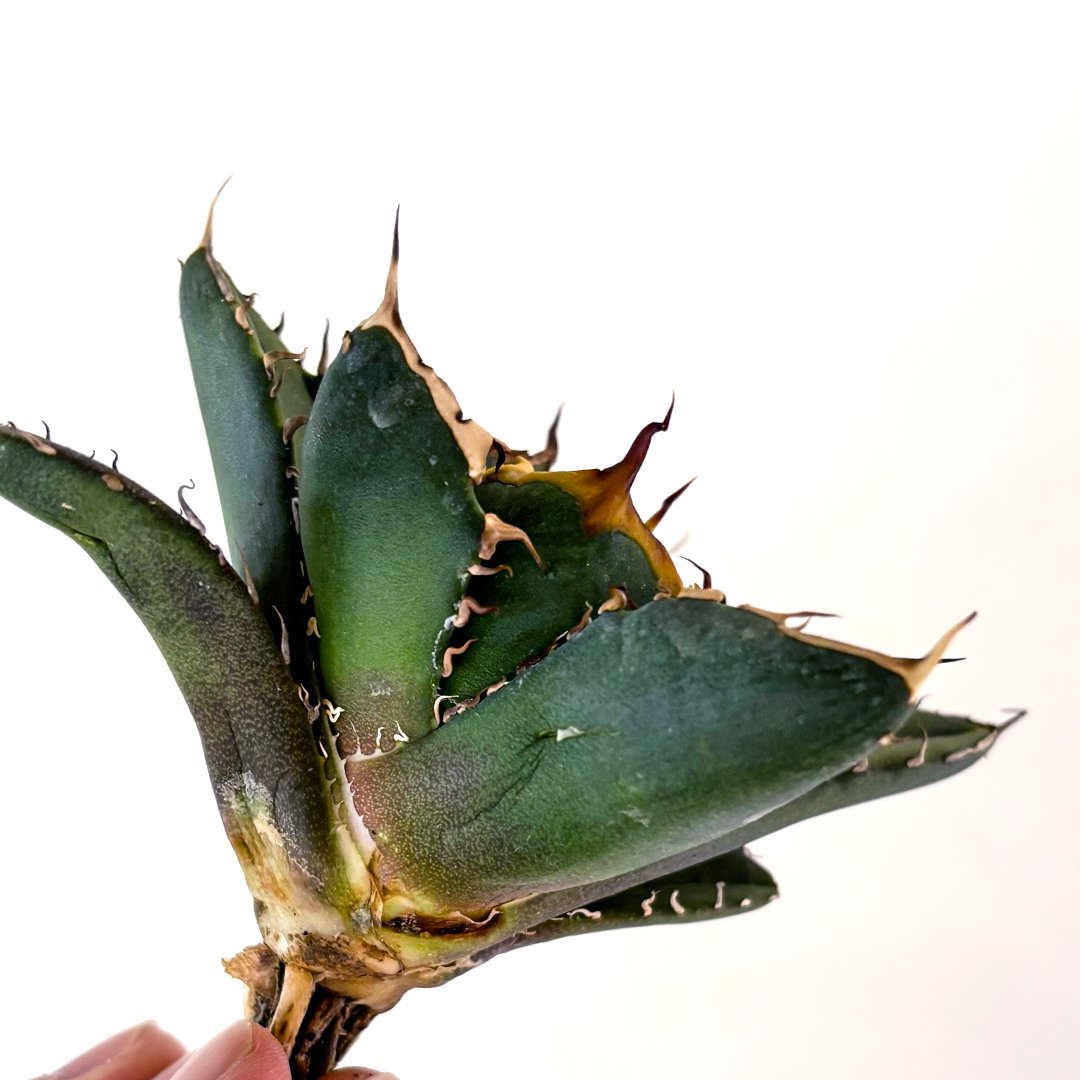 アガベ チタノタ ゴーストクロウ / 鬼爪 【台湾産/抜き苗】DG2400083 A