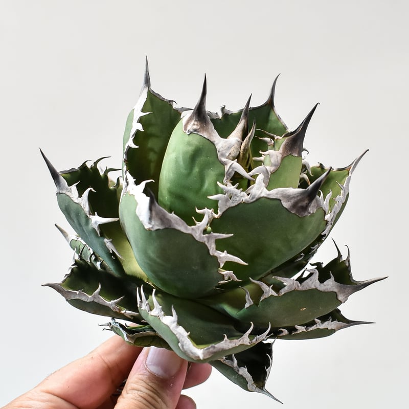 黒鯨、姫厳龍、BB2苗、シャークソード 根付き苗 台湾産正規品 引越処分品アガベ 黒鯨、姫厳龍、BB2苗、シャークソード 根付き苗 台湾産正規品 引越