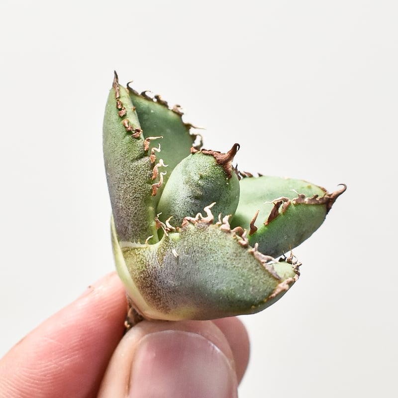 アガベ チタノタ 麻花 【台湾 dragon agave産/抜き苗】DG2400550 | R