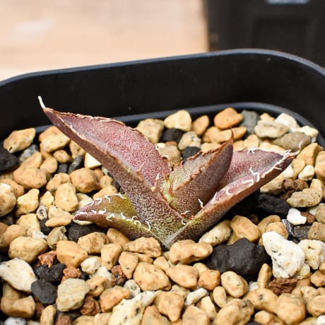 【RAFLUM育成株 5個セット】アガベ Mexico oteroi seeding / オテロイ実生 メキシコ産  【RAFLUM産/実生/子株】F