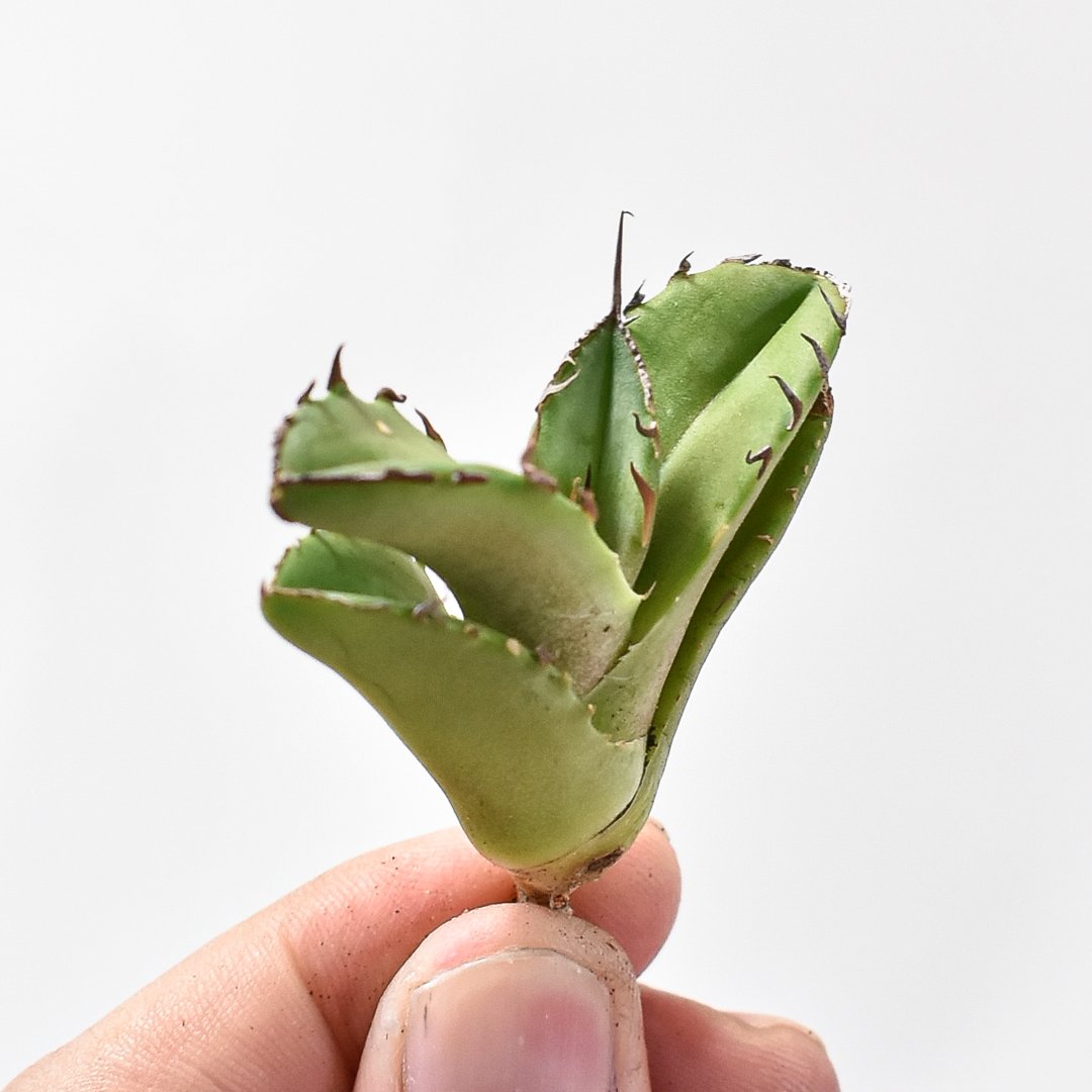 アガベ チタノタ 