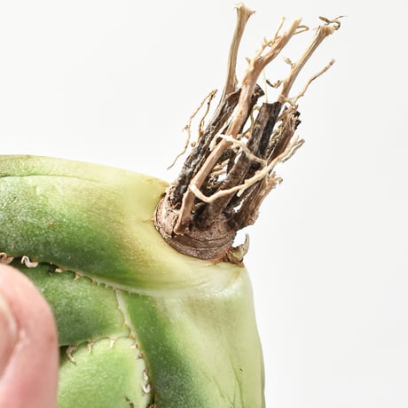 アガベ チタノタ 南アフリカダイヤモンド  "SAD" 【台湾 dragon agave産/中株/抜き苗】B DG2402822(T)