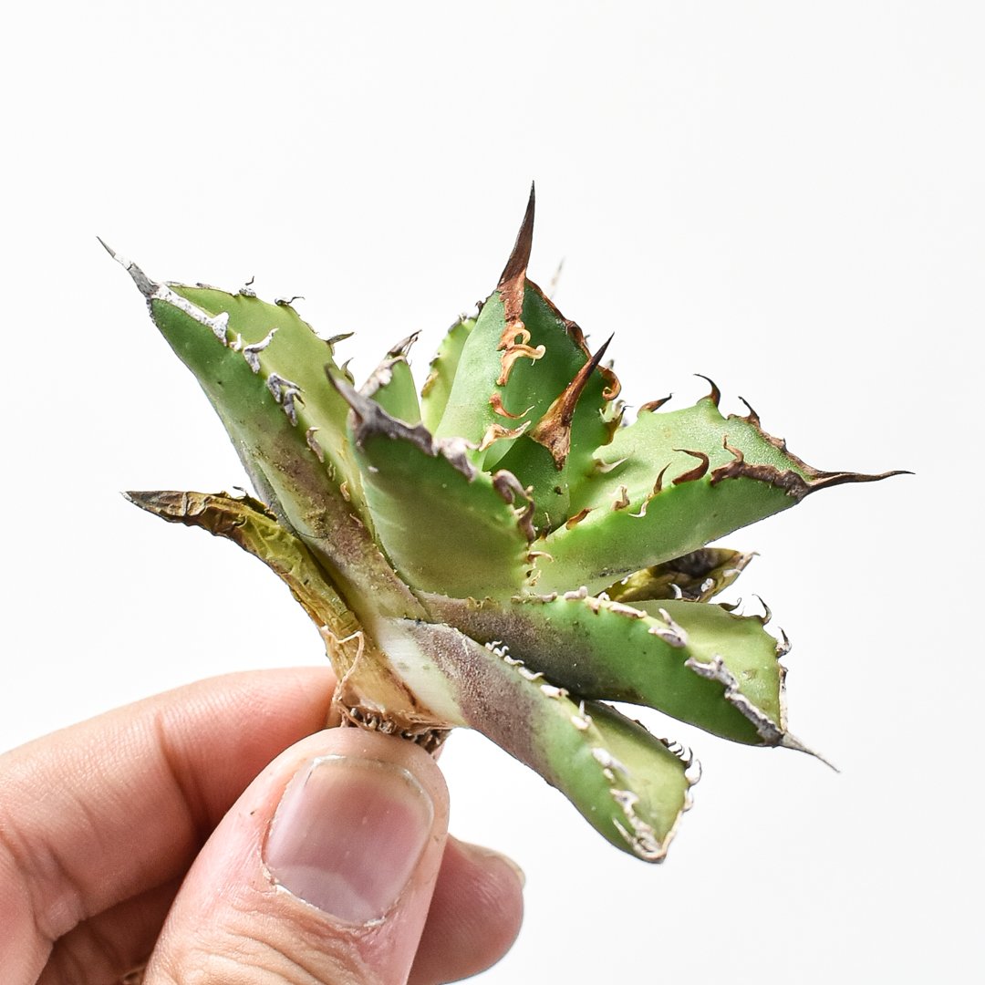 1786 アガベ UFO 台湾輸入仔株 オテロイ agave titanota 1786 アガベ UFO 台湾輸入仔株 オテロイ agave titanota - メルカリ