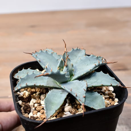 アガベ ハイブリット 日系イシスメンシス×象牙妖炎（陽炎エボリ）【台湾botanical_seeker産】RF25011397